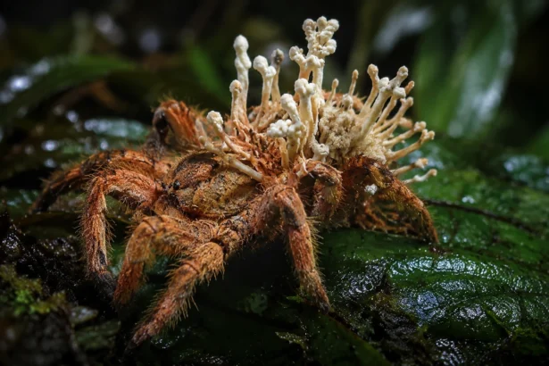 Aranha que imita fungo parasita é descoberta na Amazônia e surpreende cientistas