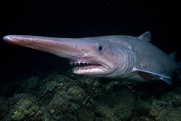 Tubarão-duende é filmado vivo no fundo do mar pela primeira vez em seu habitat natural