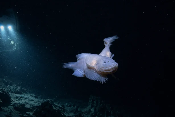 Peixe mais profundo do mundo é filmado a 8.336 metros e mostra até onde a vida consegue chegar no oceano
