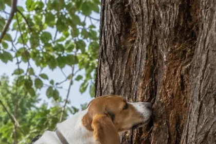 cropped-content-19.webp