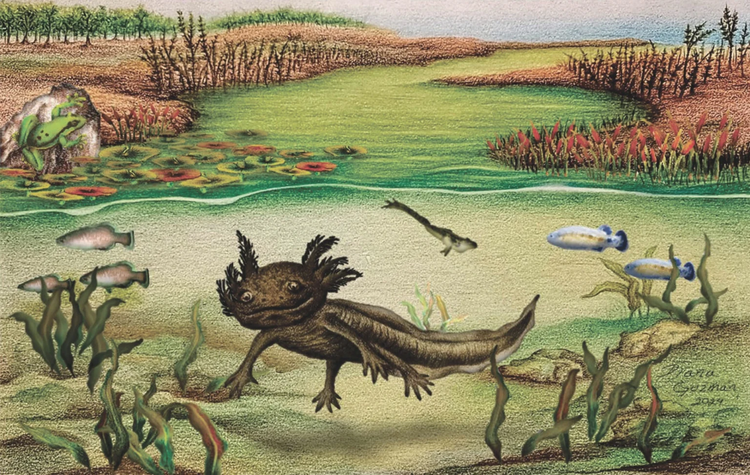 image 14811 1e Ambystoma quetzal