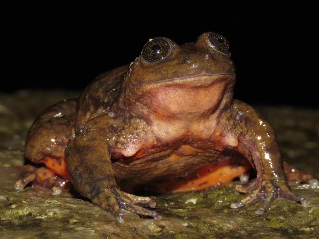 Rã