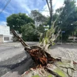 Ventania Extrema Deixa Rastro de Destruicao em SP e RJ Entenda a Ligacao com o El Nino