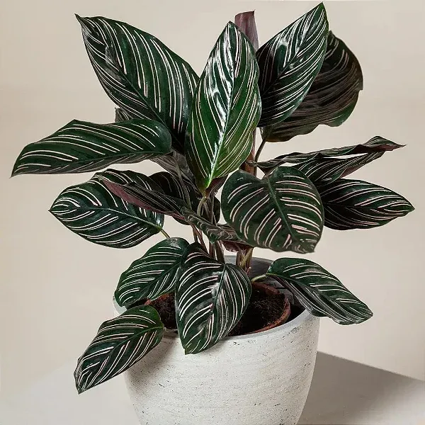 calathea ornata no vaso j8154esa7b 1