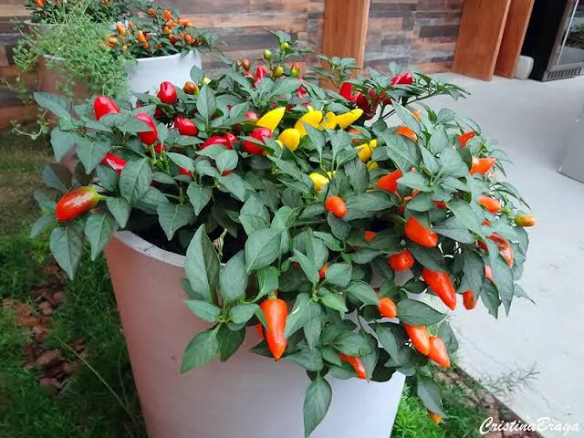 Pimenta ornamental: cor e cultivo em um único vaso