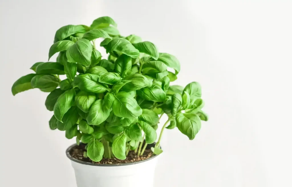 manjericao plantas para horta 1