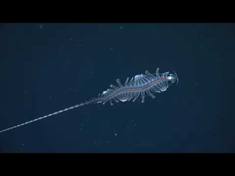 Verme teia-de-fada transparente do gênero Tomopteris nadando em águas profundas