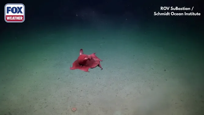 Polvo Haliphron atlanticus nadando sobre o leito marinho