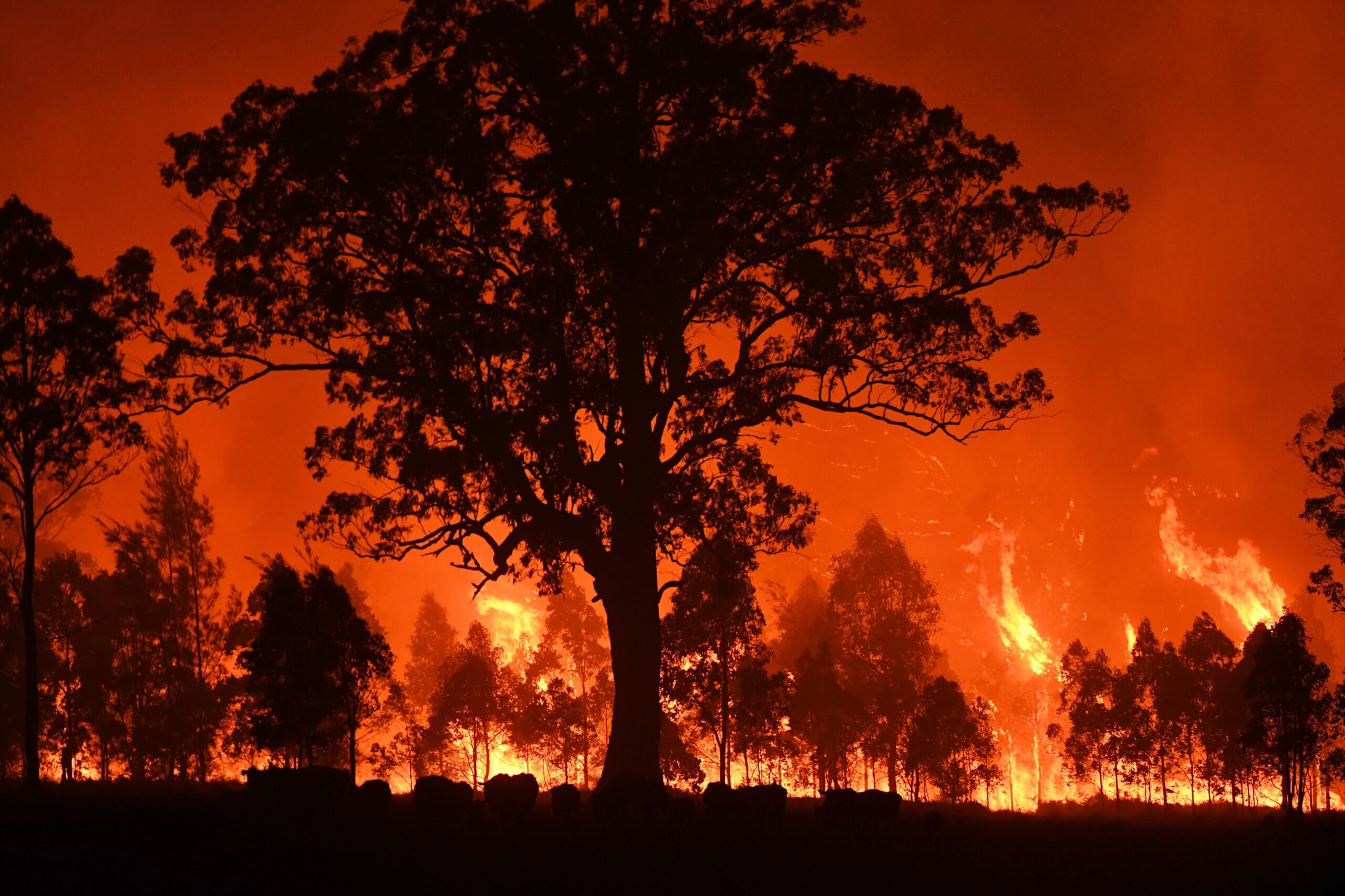 Incêndio florestal de grande proporção na Austrália, com céu alaranjado e silhueta de eucalipto