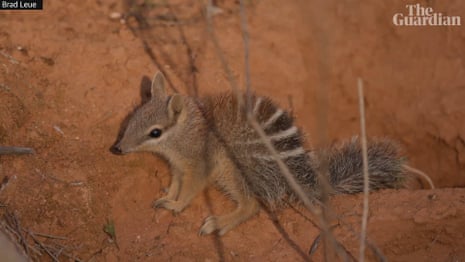 Filhote de numbat em solo avermelhado na Austrália