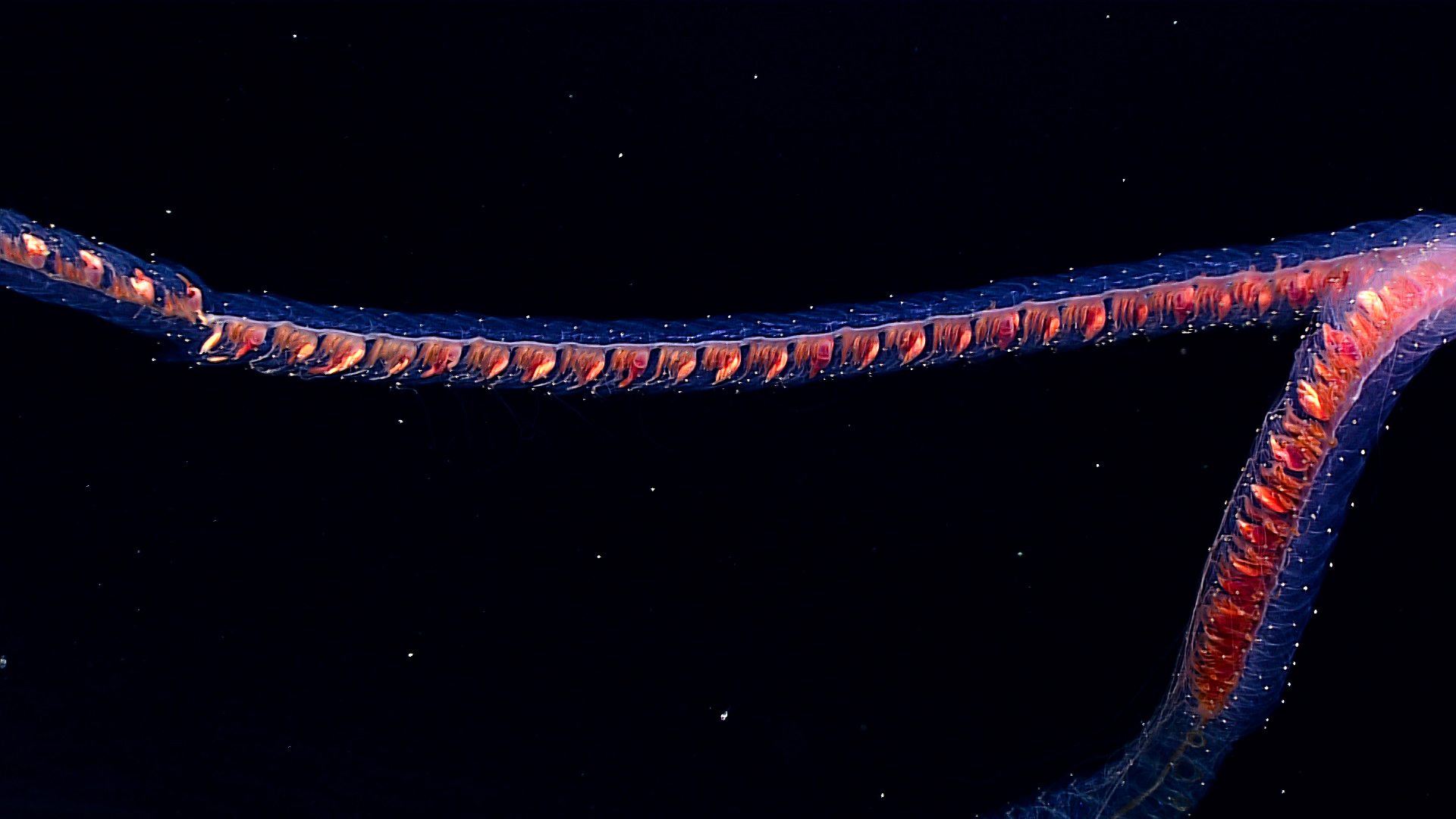 Sifonóforo alongado com estruturas alaranjadas em águas escuras
