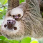 31 preguicas morrem em Orlando antes de atracao turistica abrir