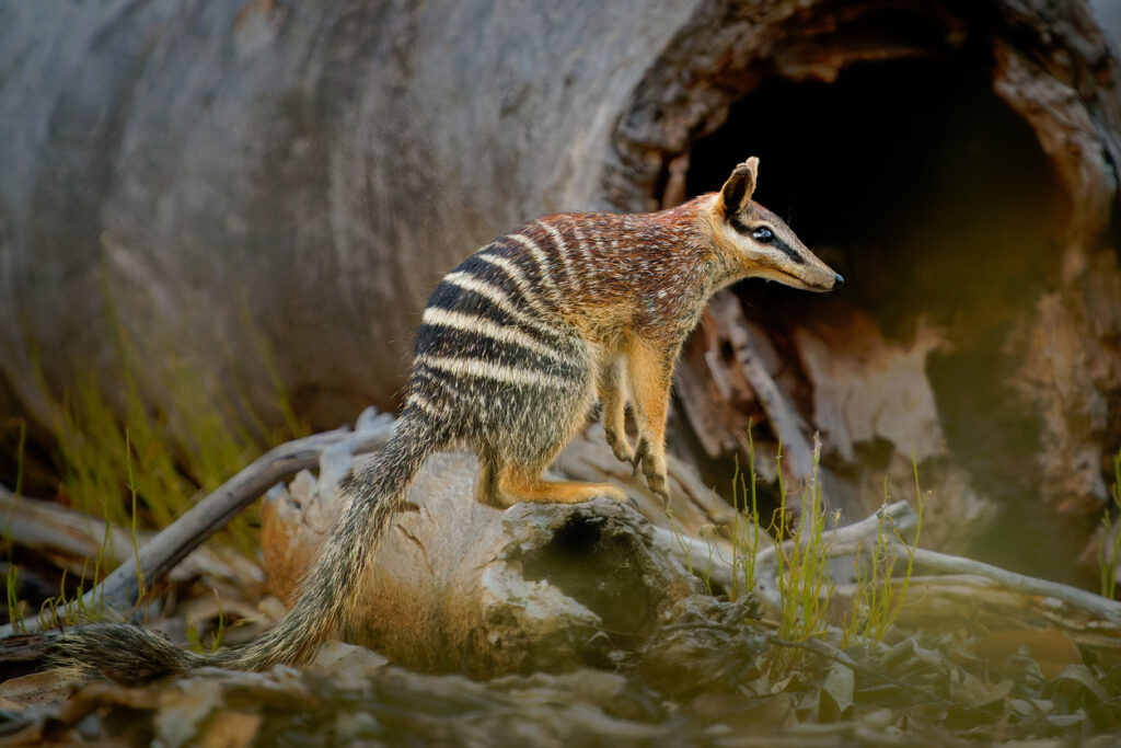 Numbat, marsupial australiano com listras brancas no dorso, sobre tronco caído