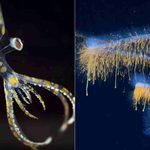 Expedicao na costa brasileira descobre 31 especies nunca vistas antes