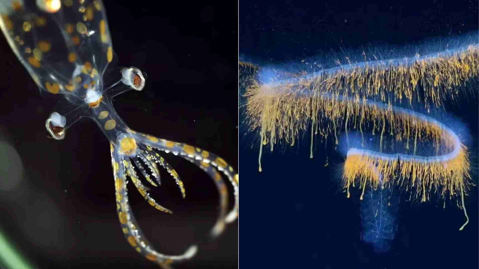 Expedicao na costa brasileira descobre 31 especies nunca vistas antes