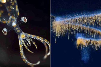 Expedicao na costa brasileira descobre 31 especies nunca vistas antes