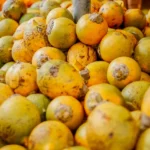 Tucuma O Ouro da Amazonia Seus Beneficios para a Saude e Como Consumir