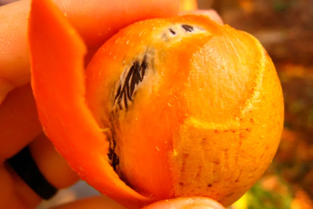 tucuma 1